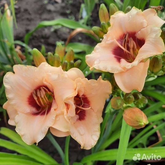 Лилейники сортовые