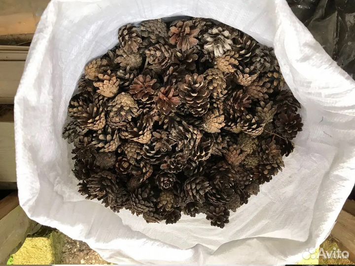 Шишки сосновые