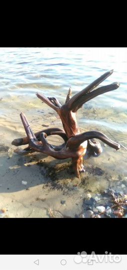 Паучий корень