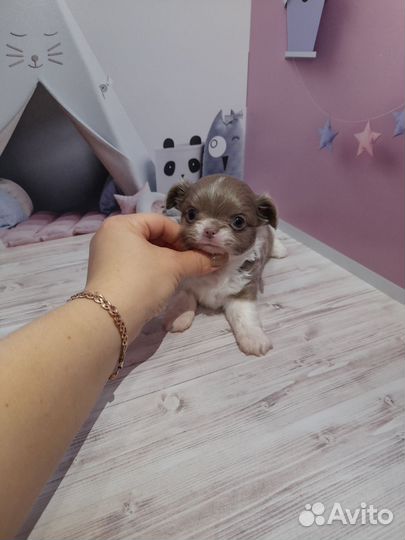 Щенки чихуахуа