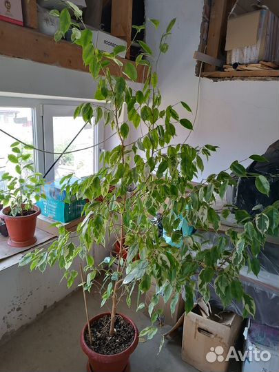 Хлорофитум