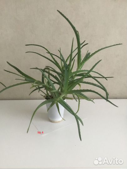 Алоэ столетник