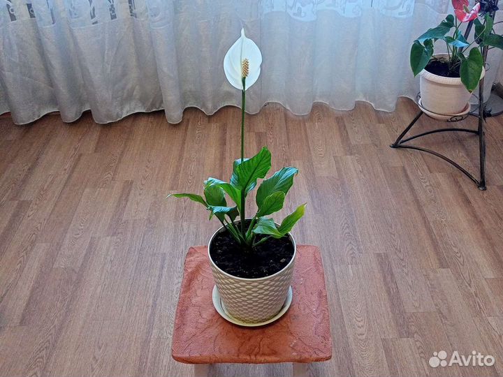 Комнатные цветы