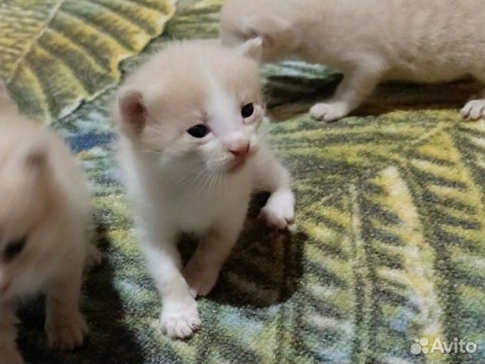 Котята бежевого оттенка