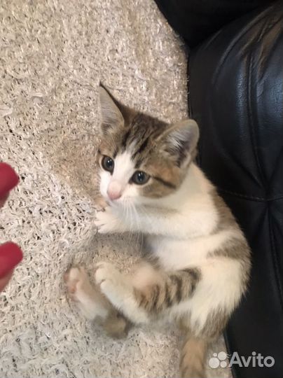 Отдам котенка в добрые руки