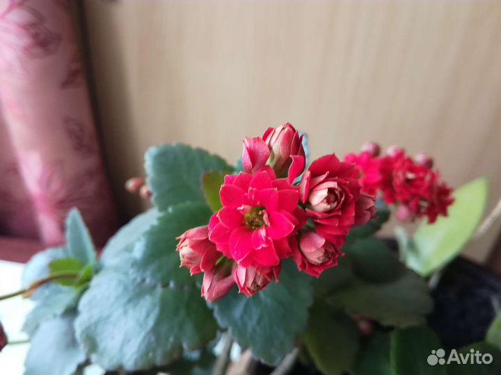 Каланхоэ цветущее и лечебное