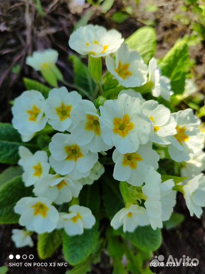 Примулы садовые