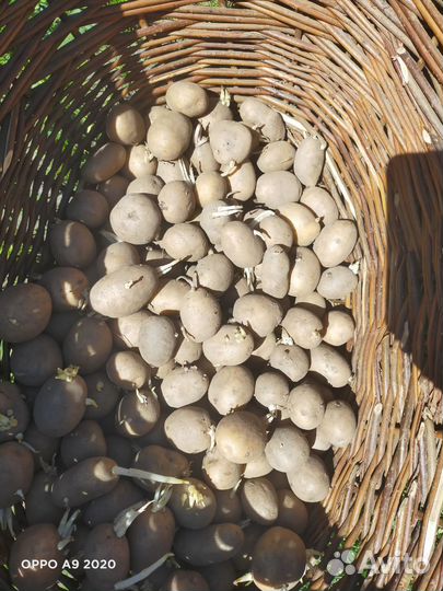 Семенной картофель