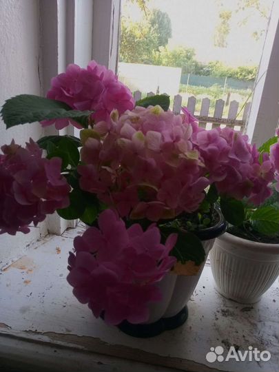 Саженцы и взрослые растения гортензии комнатной