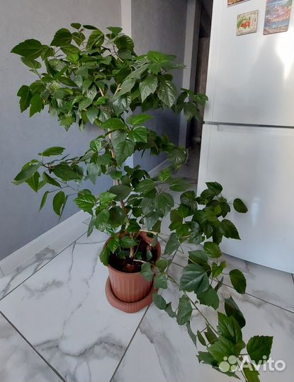 Гибискус китайская роза