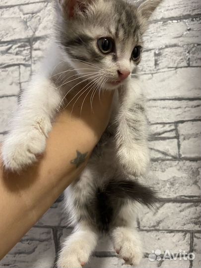 Котенок мальчик бесплатно