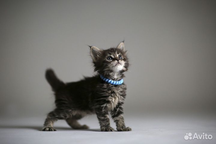 Котята мейн-кун