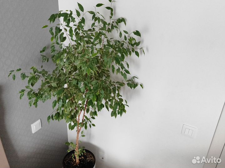 Фикус бенджамина большой