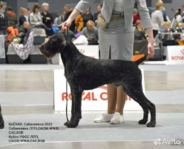 Дратхаар вязка