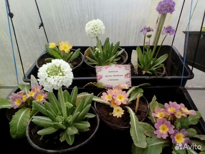 Примулы. Армерии. Многолетние цветы