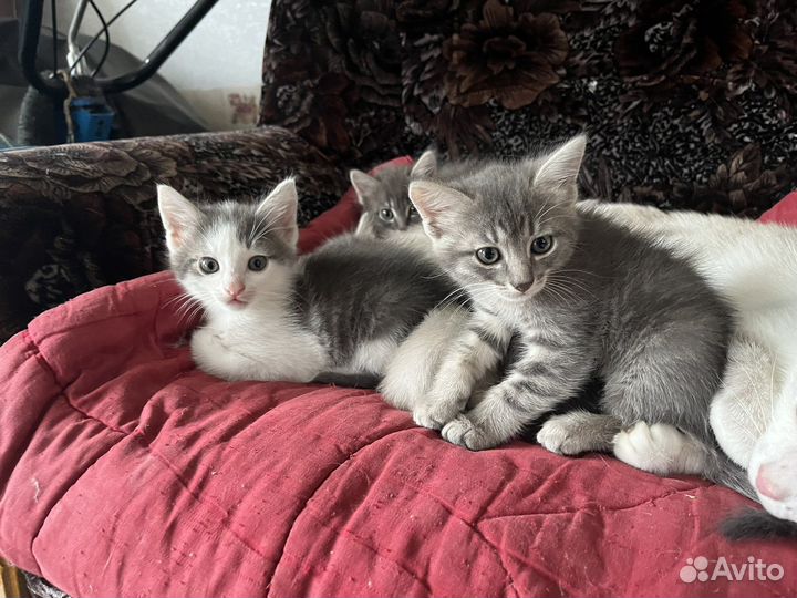 Котята в добрые руки