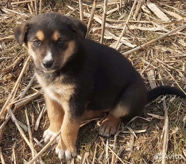 Щенок в добрые руки бесплатно