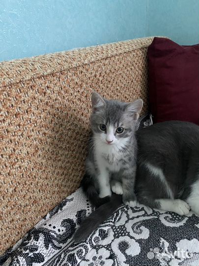 Котенок-полукровка