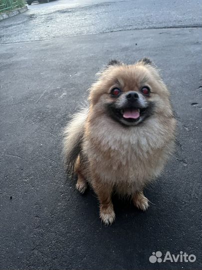 Боня ищет жениха