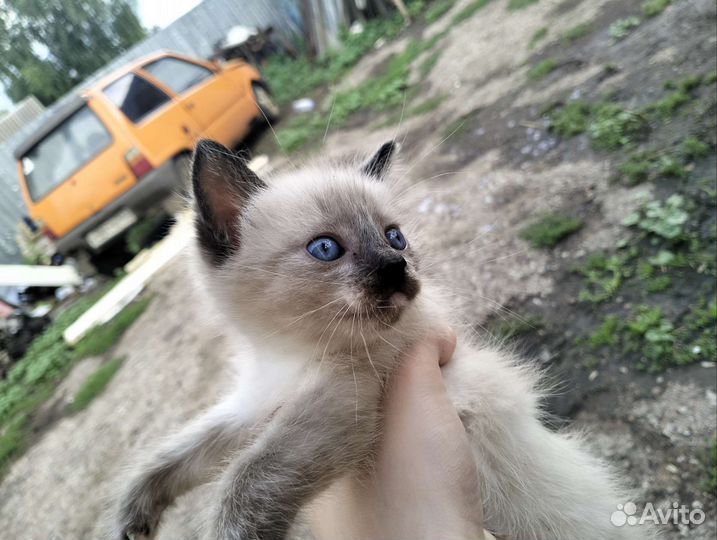 Кошка в дар бесплатно