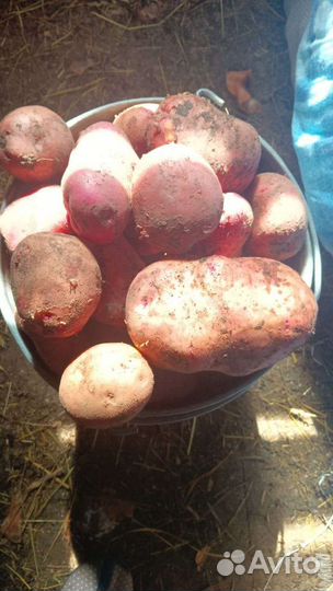 Продам картофель