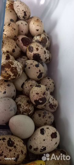 Яйца перепелиные,мясо перепелов,инкубационное(лпх)