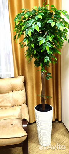 Декоративное дерево Фикус