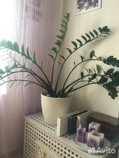 Замиокулькас