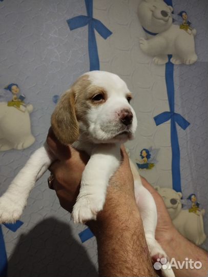 Щенки бигль