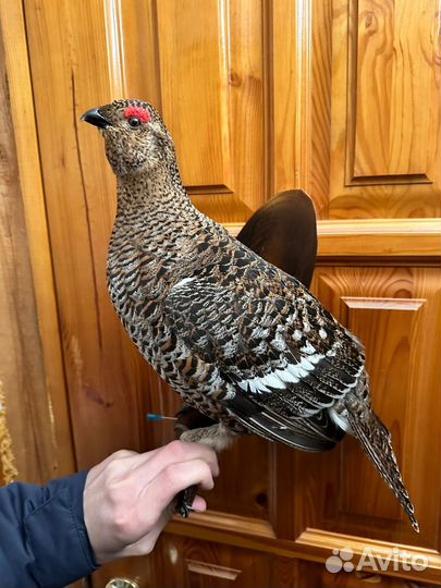 Чучело тетерки