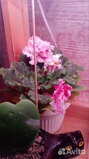 Фиалки, фуксии