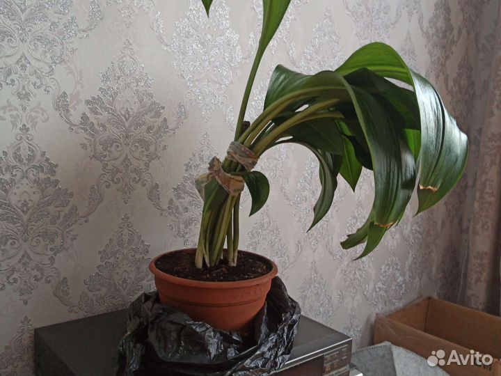 Комнатные цветы много