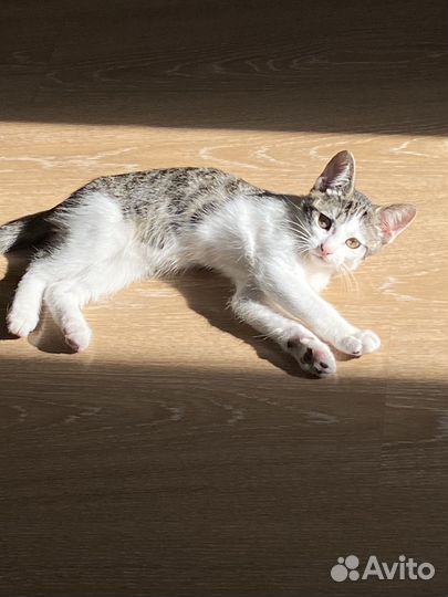 Отдам кота в добрые руки