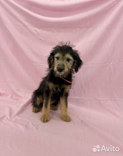 Щенок мальчик