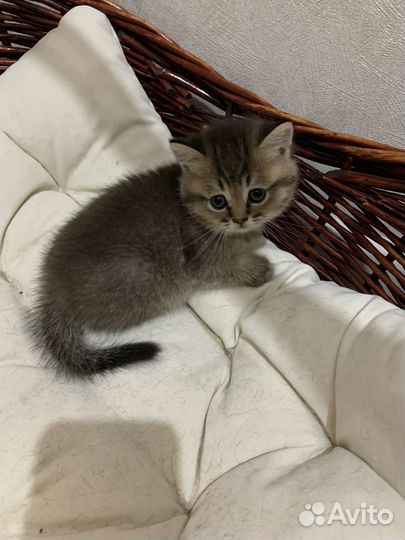 Шотландские котята