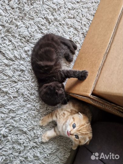 Шотландские вислоухие котята