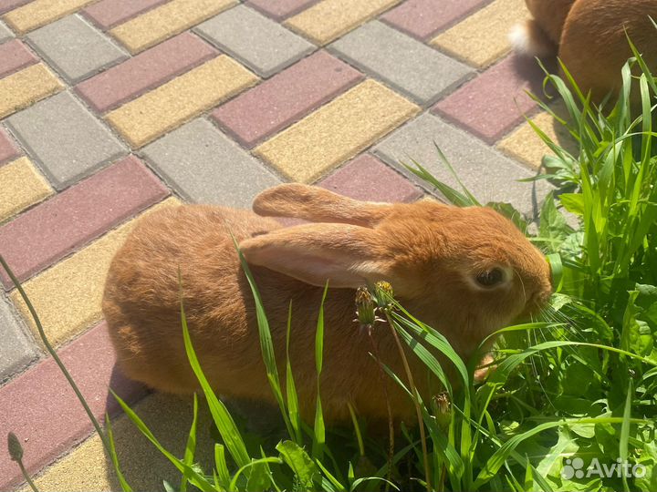 Кролики нзк