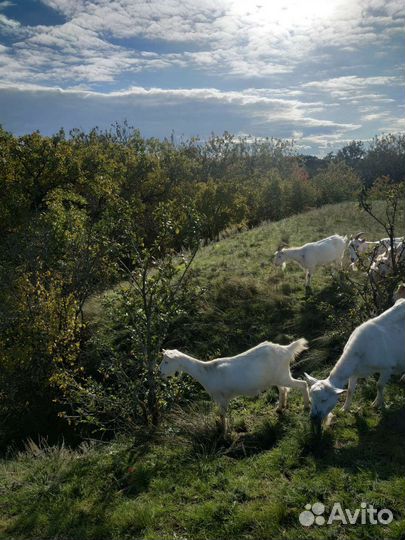 Зааненские козы дойные