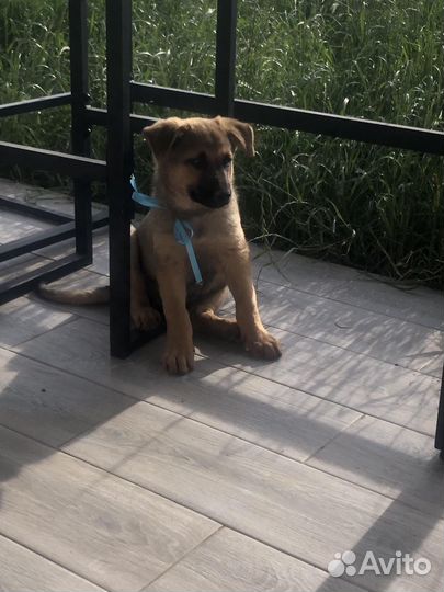 Щенки в добрые руки