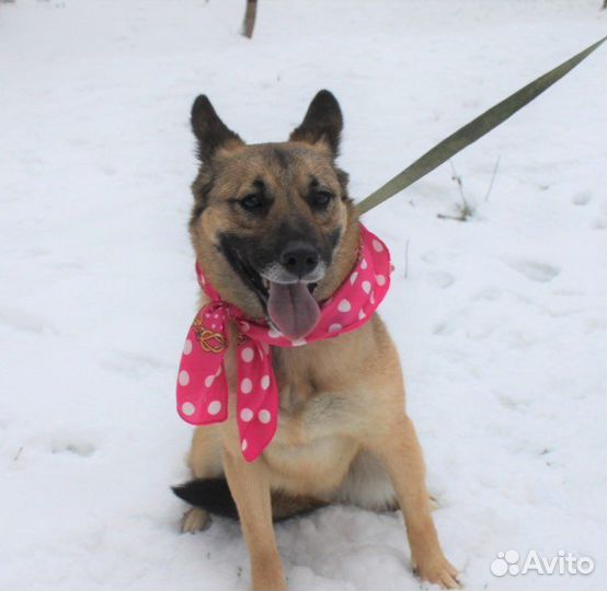 Собака в добрые руки, Ларочка