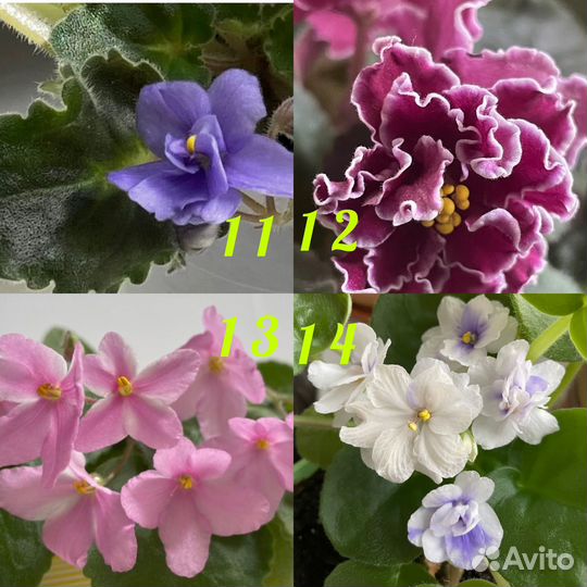 Сортовые фиалки