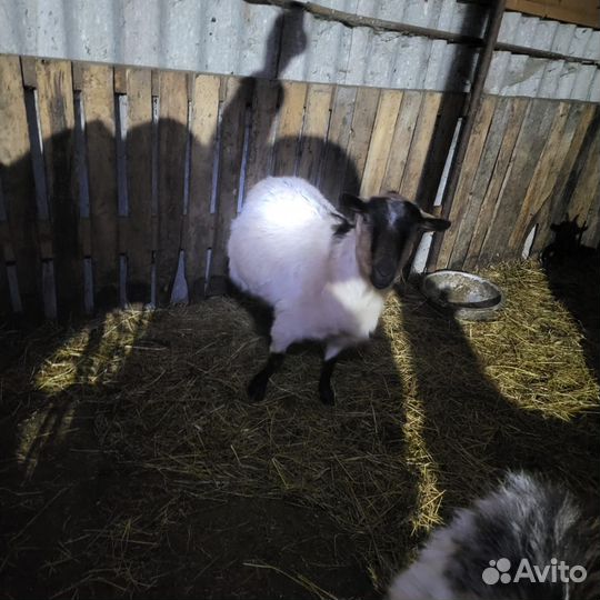 Коза котная