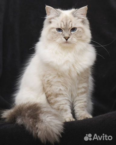 Кошка Невская маскарадная объявление продам