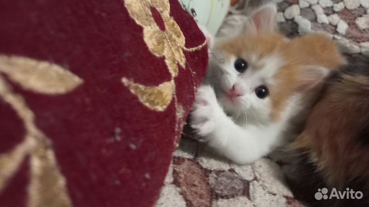 Котенок девочка