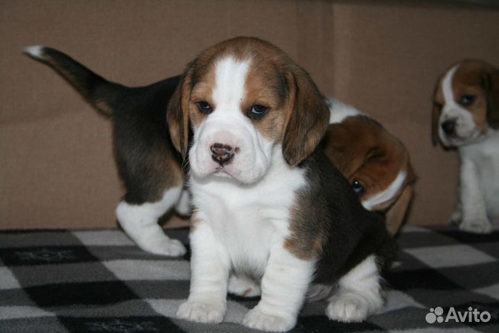 Щенки бигль