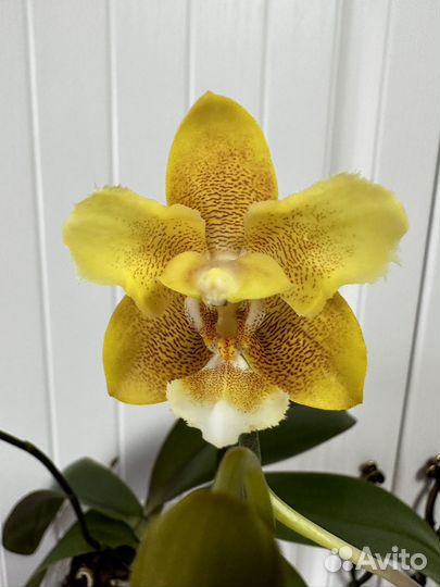 Орхидея фаленопсис желтый шоколад бабочка