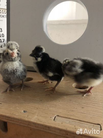 Цыплята