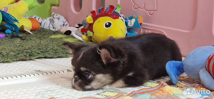 Чихуахуа мальчик