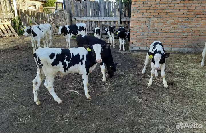 Продаем телята бычки и телочки