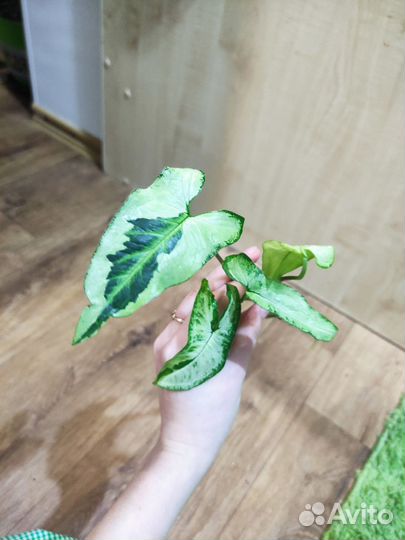 Черенки сингониумов разные